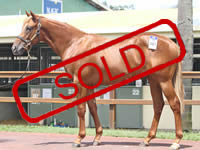 HUSSONET/OLYMPIC HALO COLT